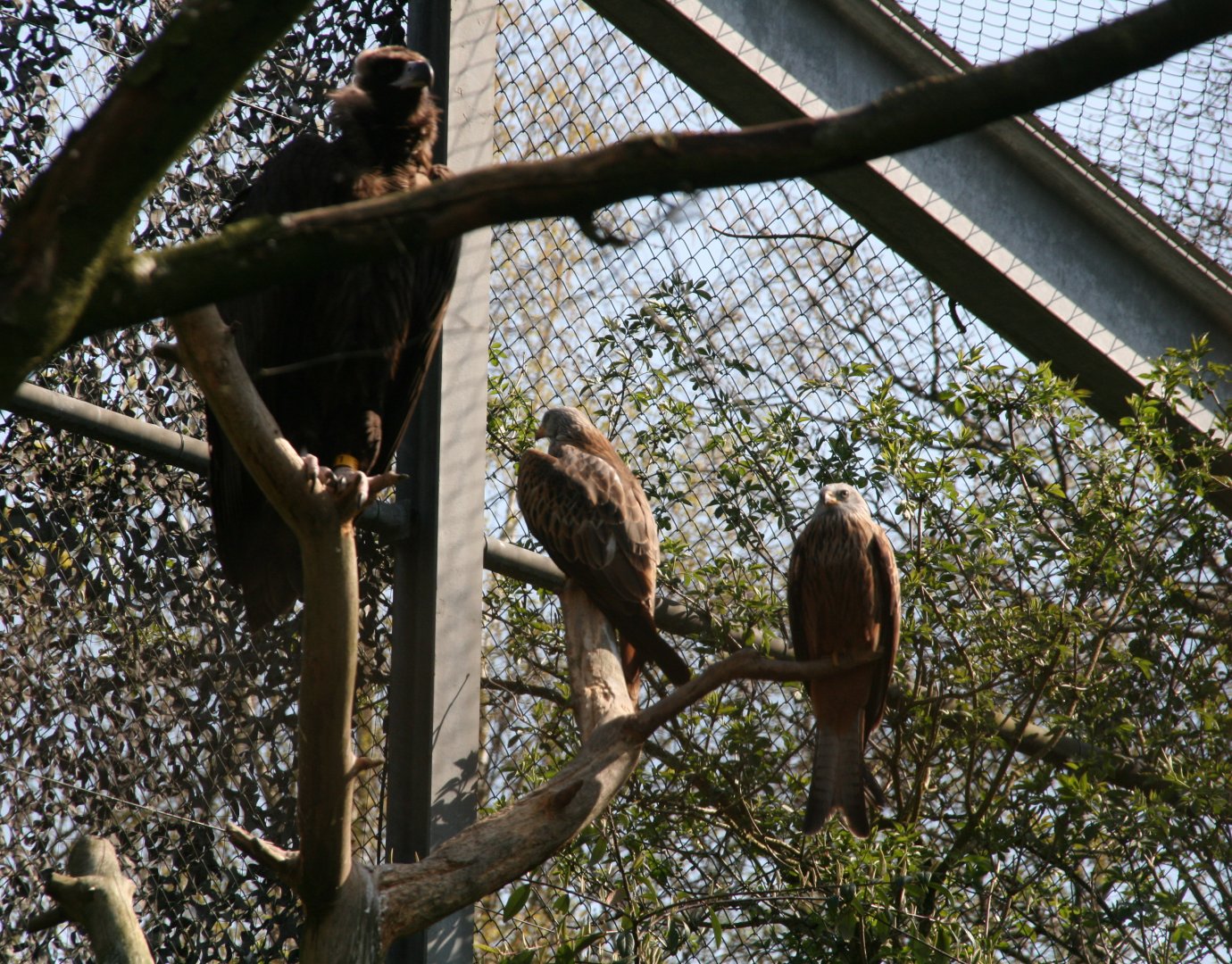 Cinereous vulture and red kites
