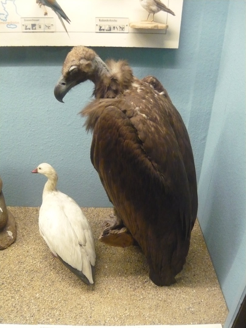 Cinereous vulture and snow goose