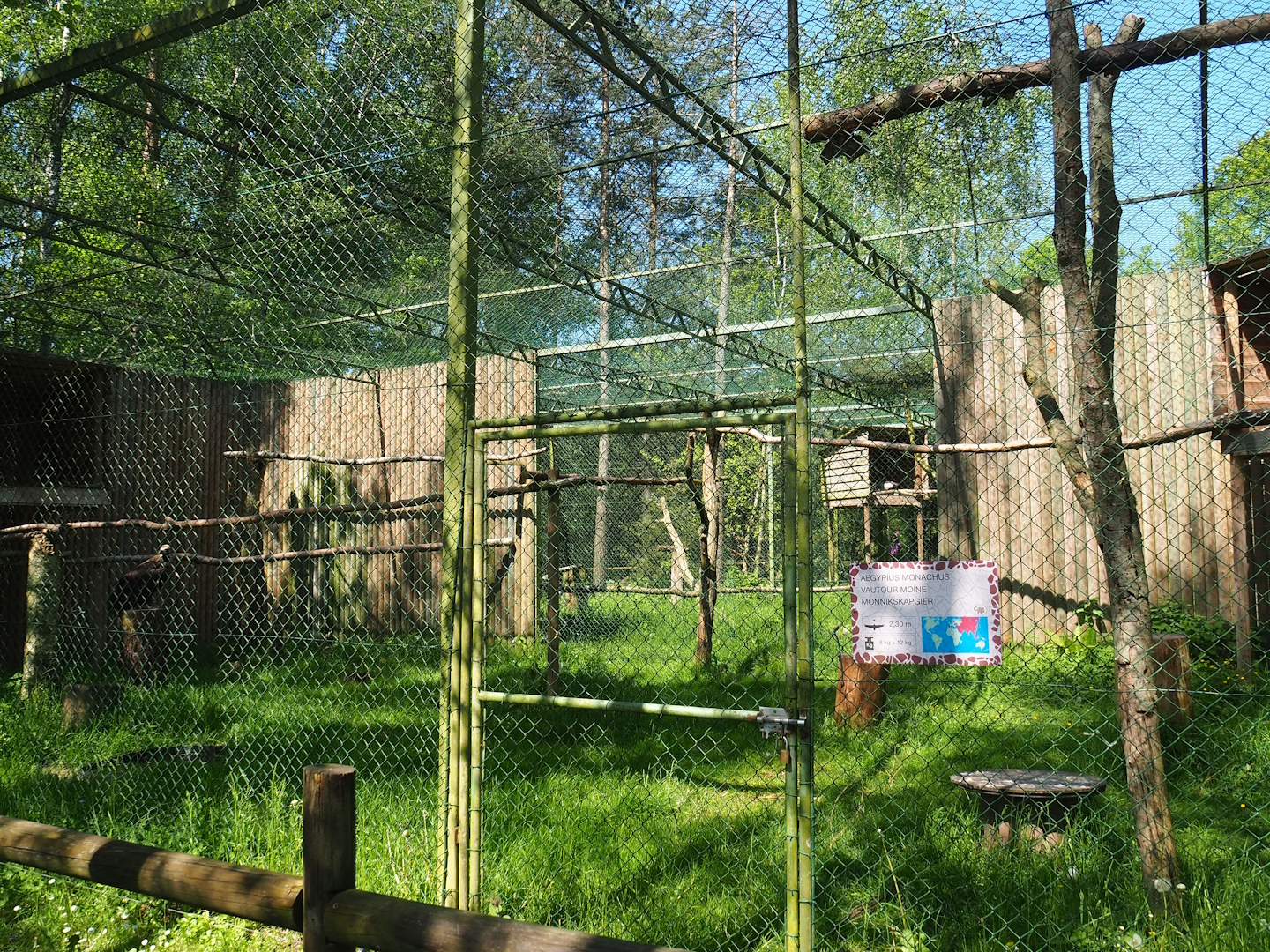 Cinereous vulture aviary, 2023-05-19