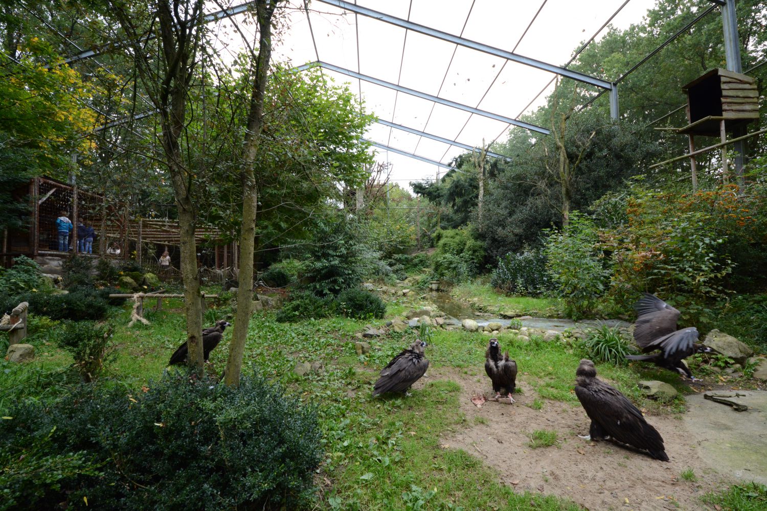 Cinereous vulture aviary