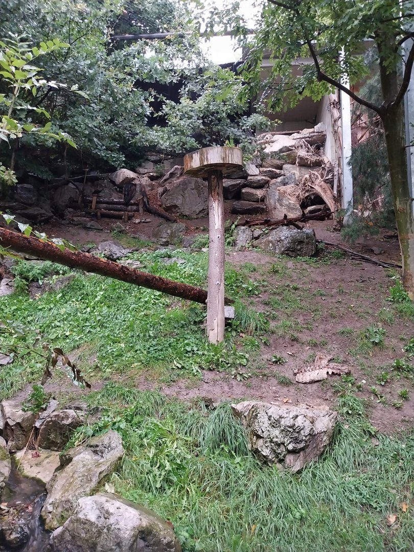 Cinereous vulture aviary