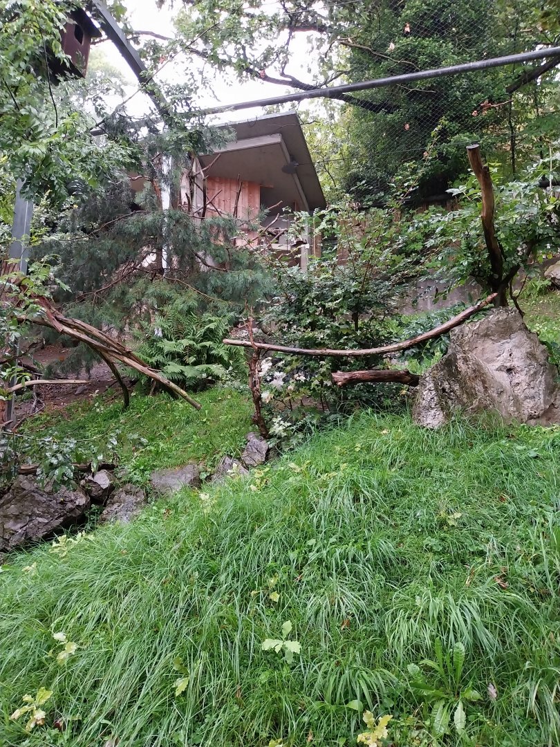 Cinereous vulture aviary