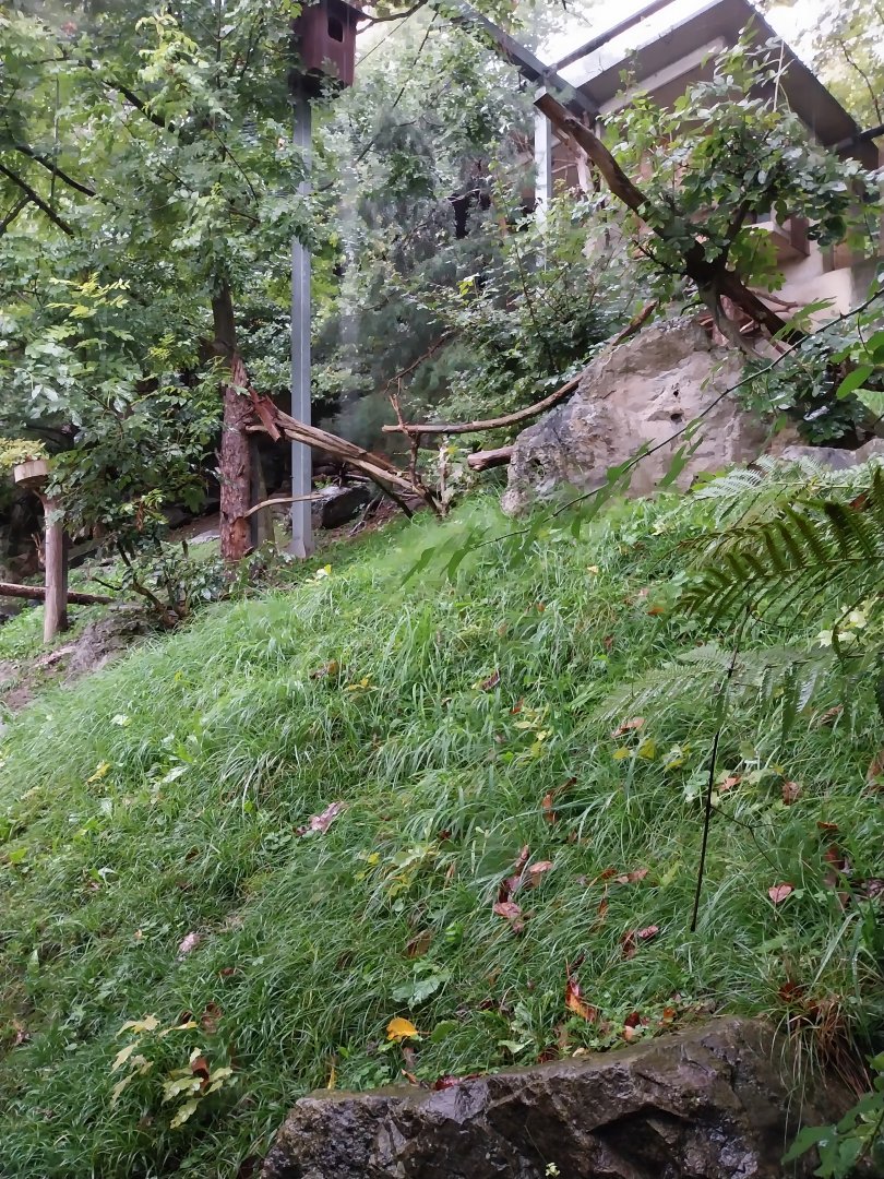 Cinereous vulture aviary