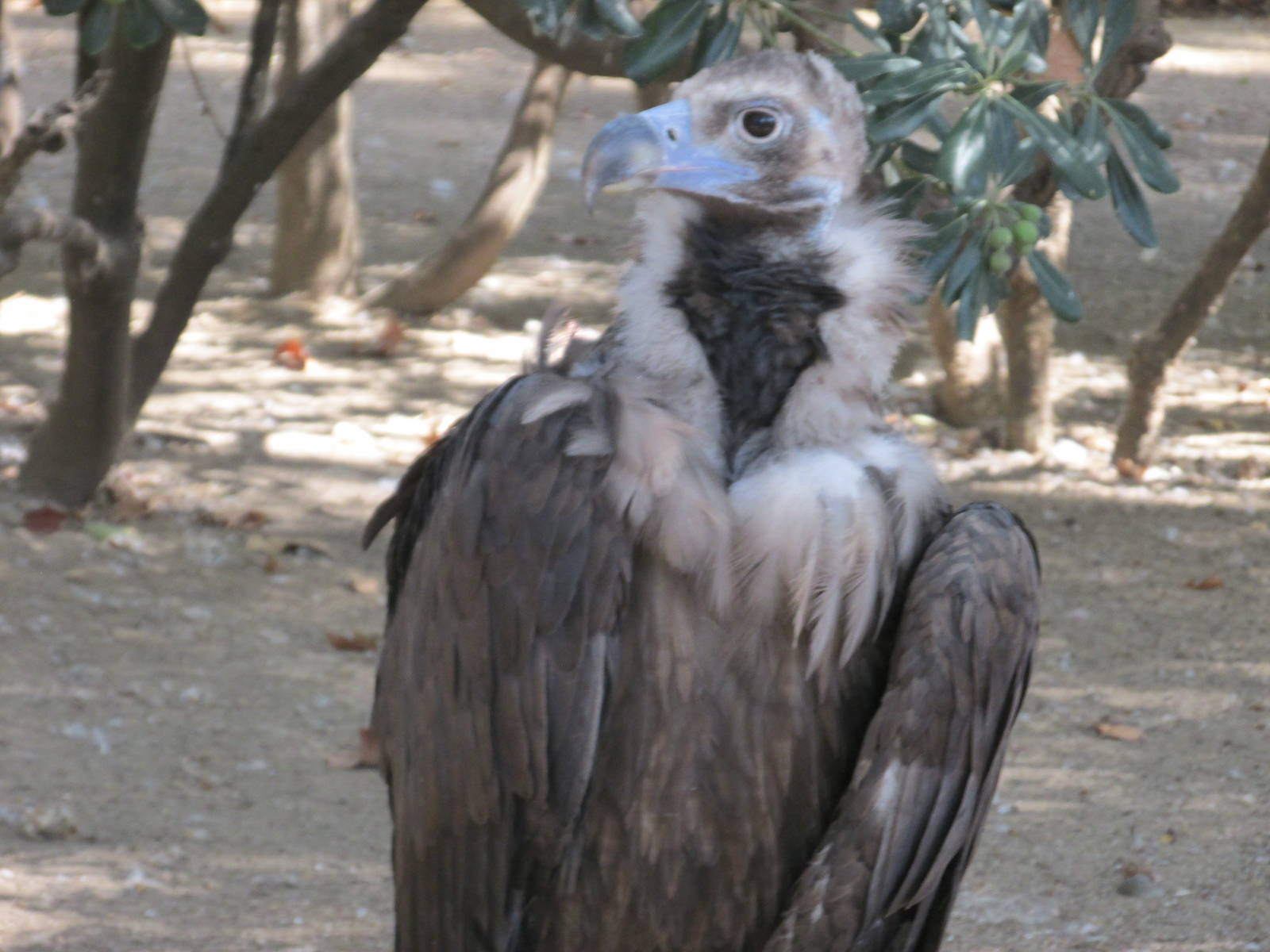 cinereous vulture barcelona zoo