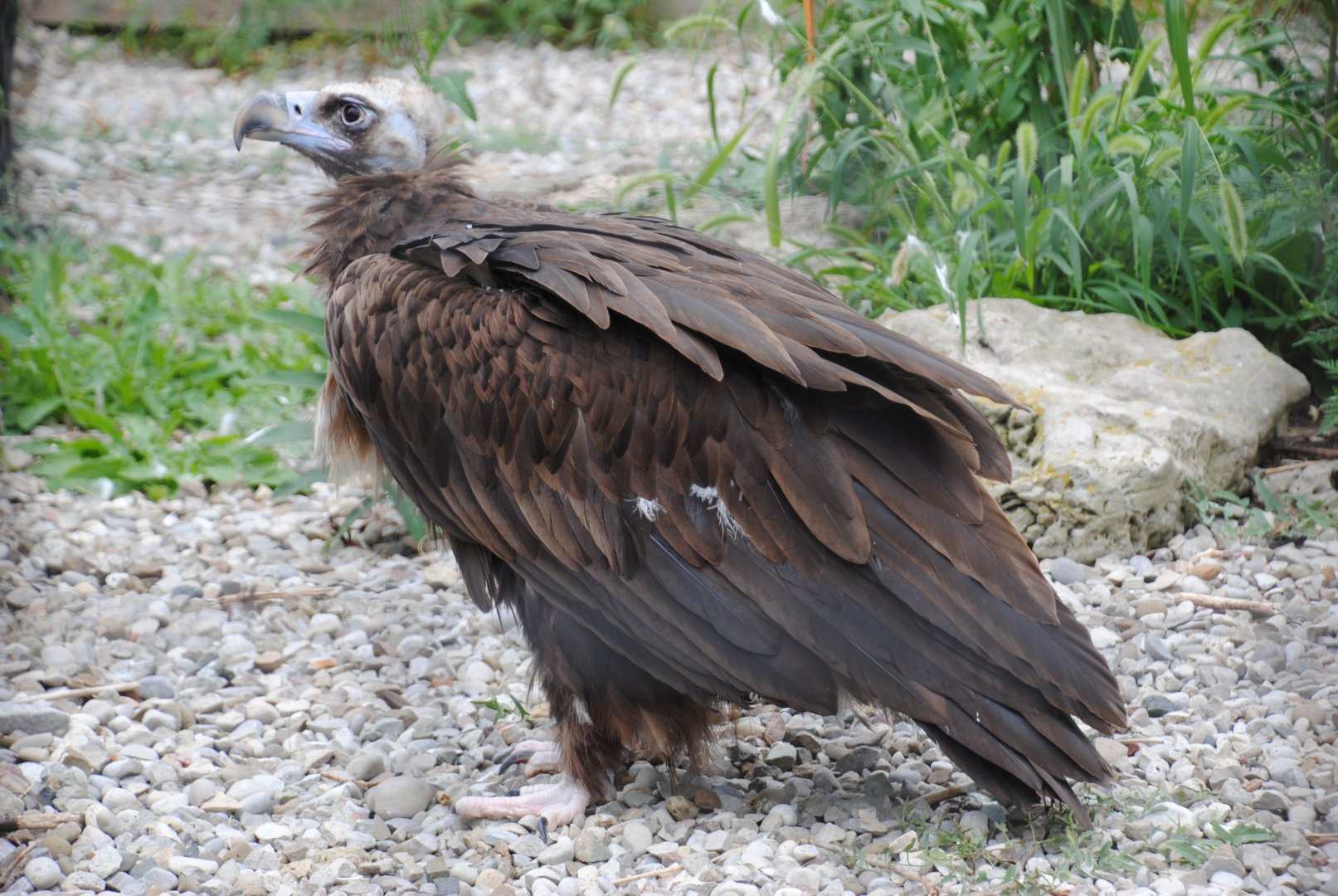 Cinereous Vulture (birds of prey section)