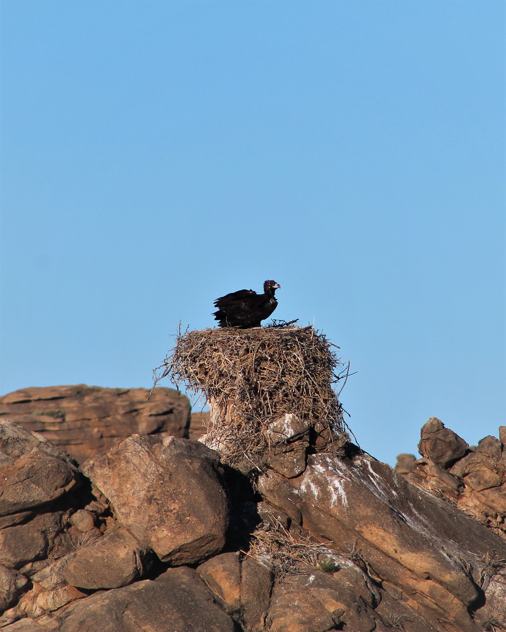 Cinereous Vulture chick (Aegypius monachus)