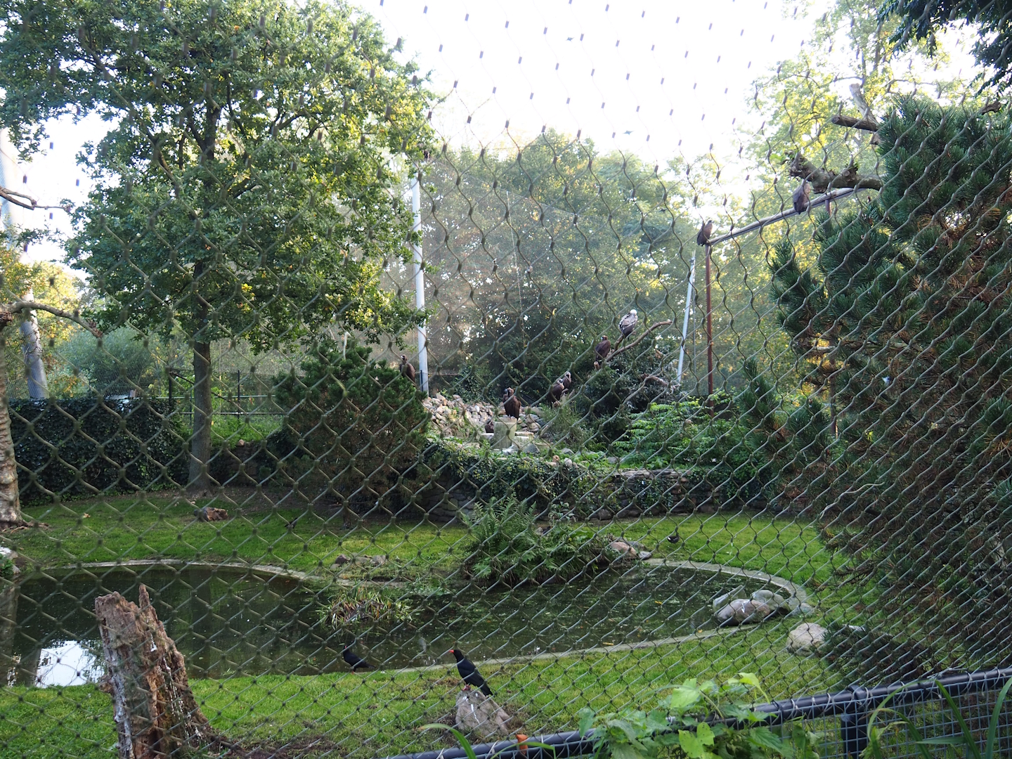 Cinereous vulture dating and Western Eurasian griffon vulture breeding pair aviary, 2023-10-04