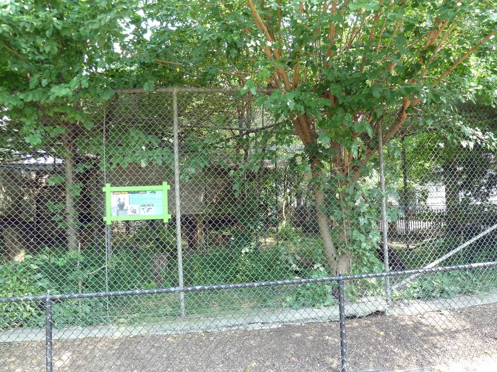Cinereous Vulture Exhibit