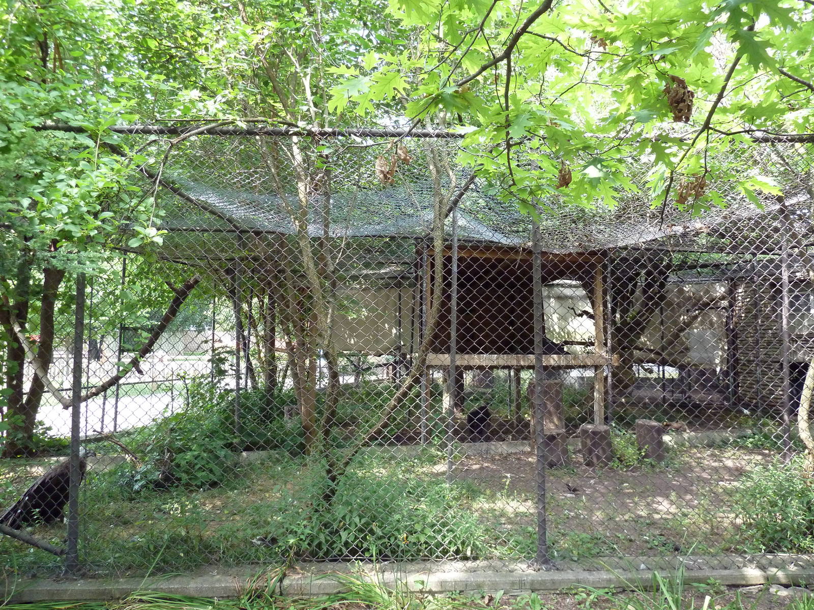Cinereous Vulture Exhibit