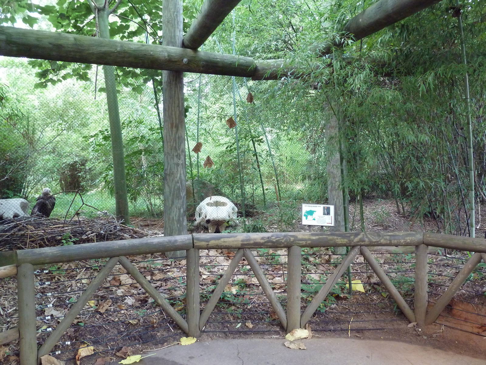 Cinereous Vulture Exhibit