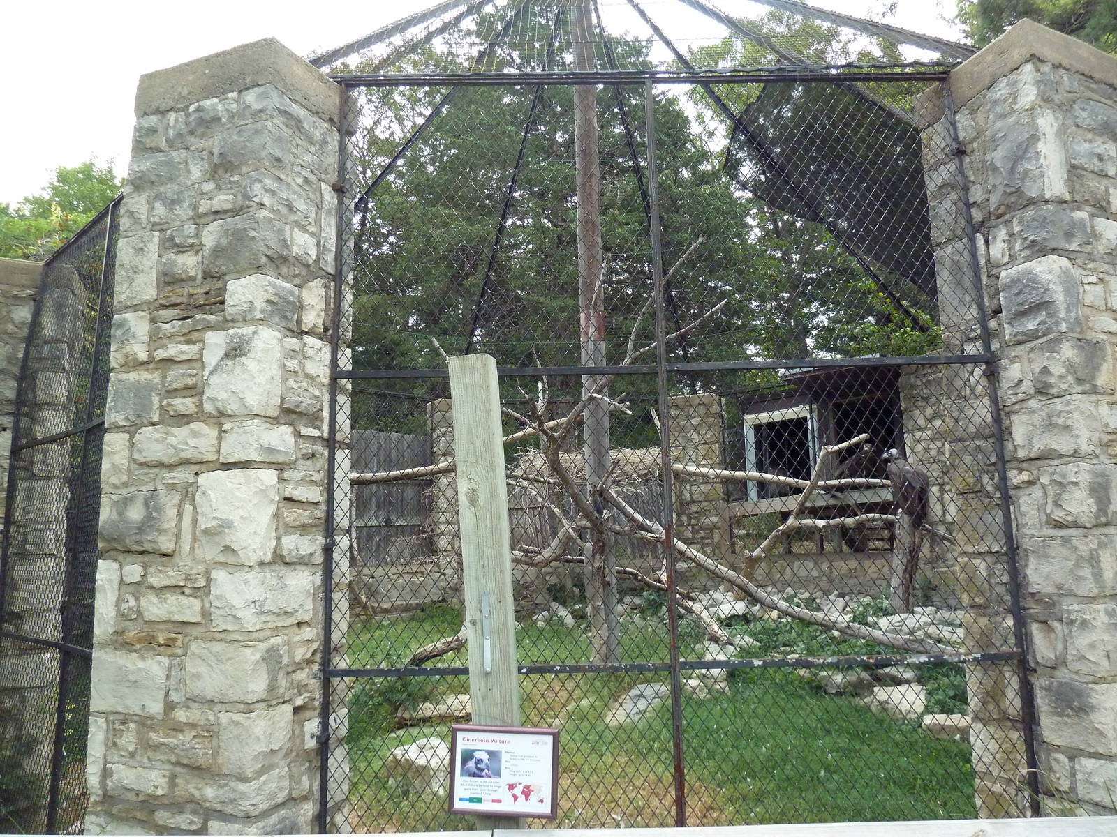 Cinereous Vulture Exhibit