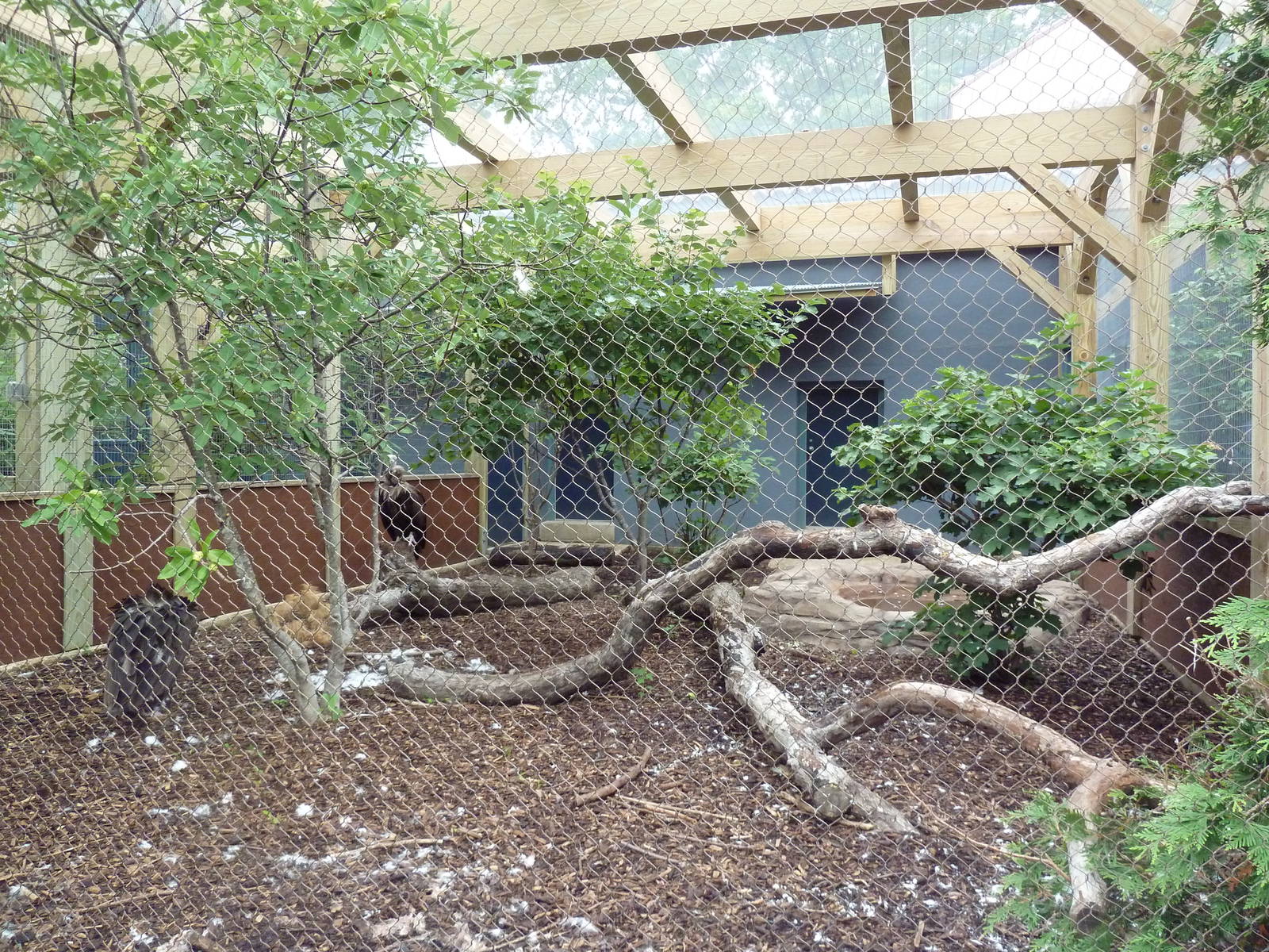 Cinereous Vulture Exhibit