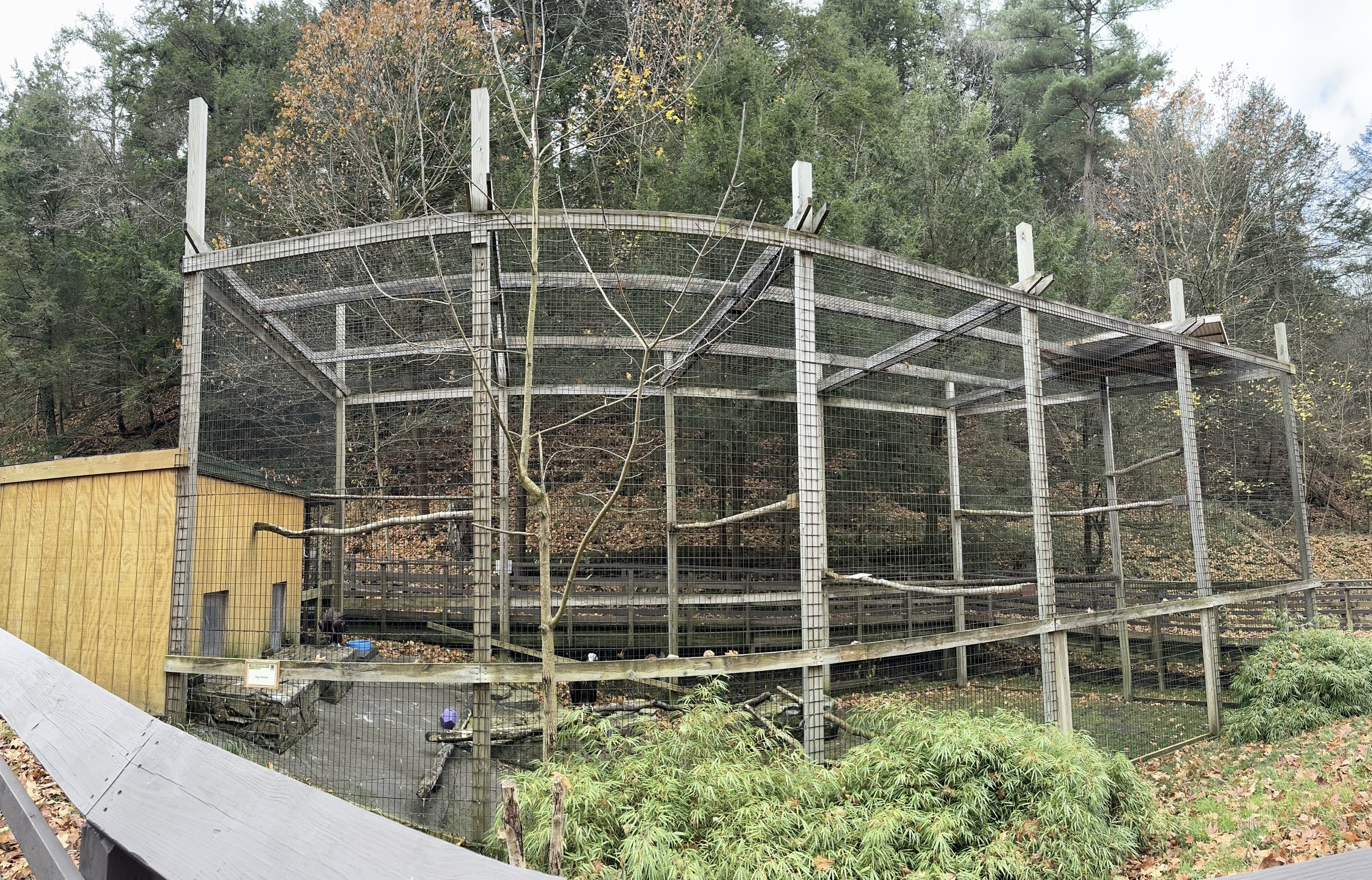 Cinereous vulture exhibit