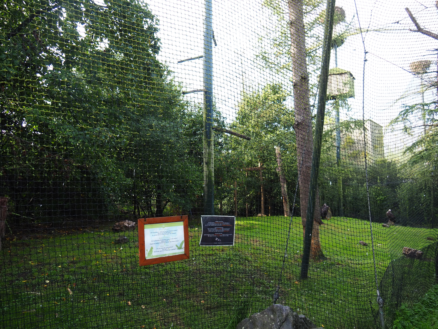 Cinereous vulture, griffon vulture and red kite aviary, 2019-10-04