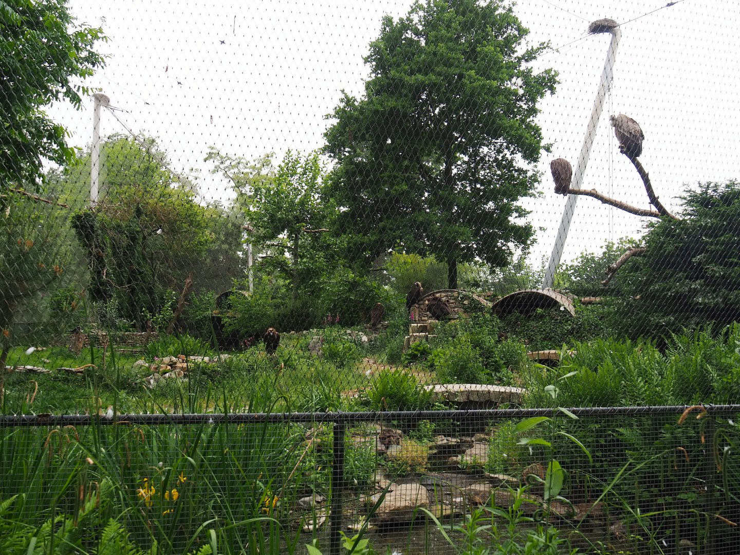 Cinereous vulture, Griffon vulture, Egyptian vulture, Red-billed chough and Short-eared owl aviary, 2020-05-23