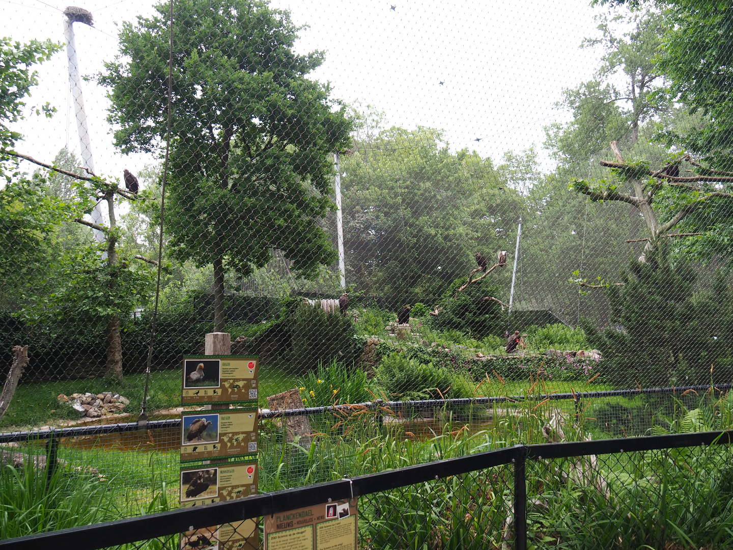 Cinereous vulture, Griffon vulture, Egyptian vulture, Red-billed chough and Short-eared owl aviary, 2020-05-23