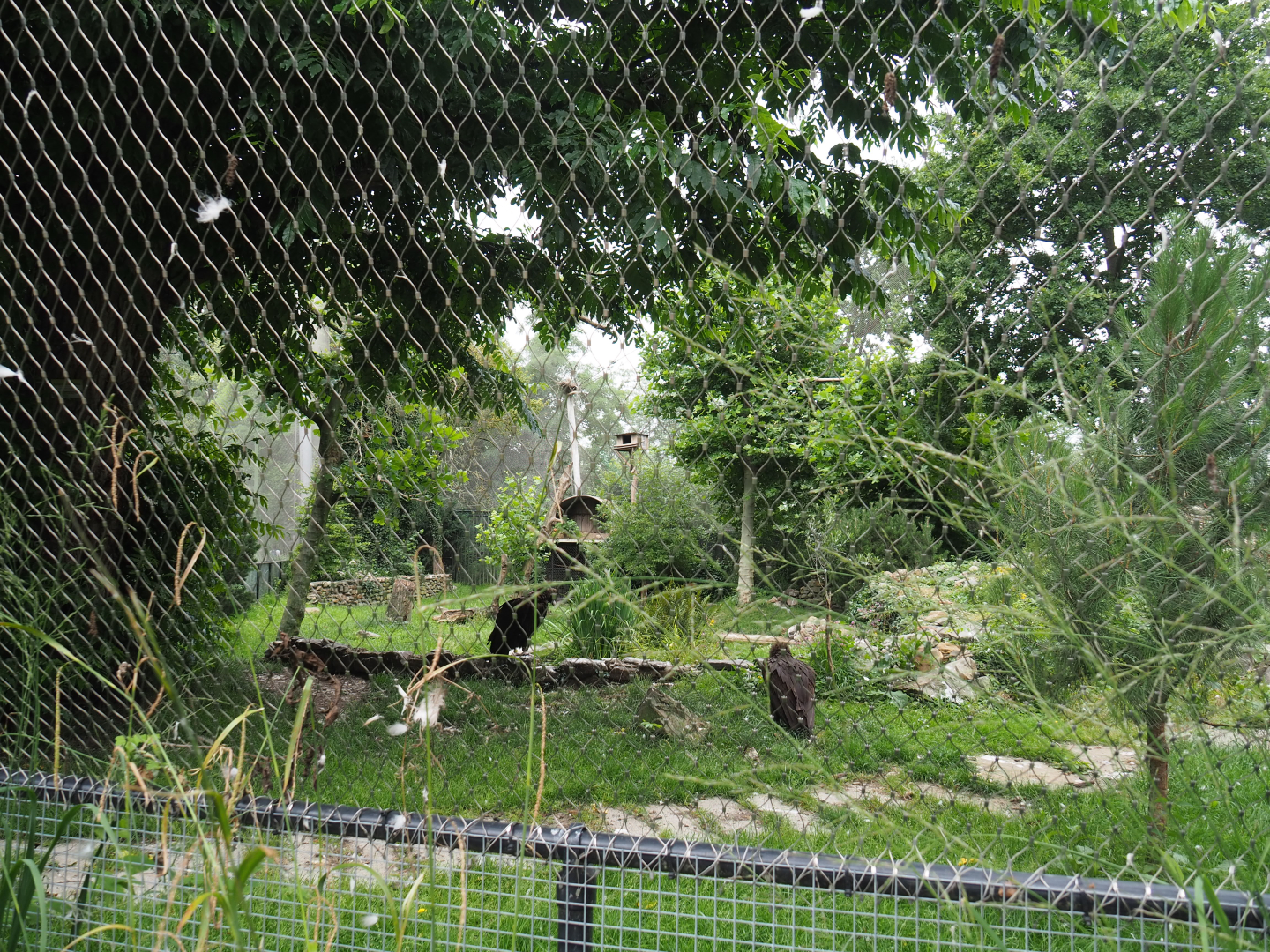 Cinereous vulture, Griffon vulture, Egyptian vulture, Red-billed chough and Short-eared owl aviary, 2020-07-14