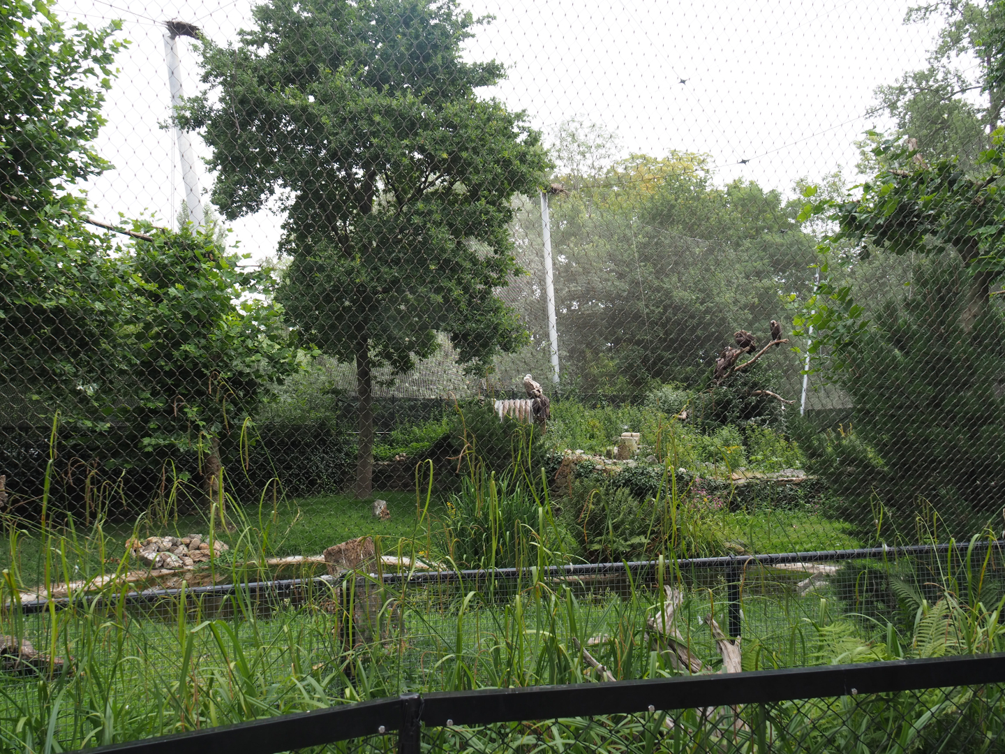 Cinereous vulture, Griffon vulture, Egyptian vulture, Red-billed chough and Short-eared owl aviary, 2020-07-14