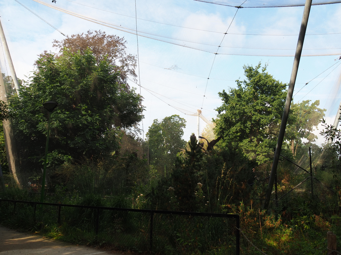 Cinereous vulture, Griffon vulture, Egyptian vulture, Red-billed chough and Short-eared owl aviary, 2020-08-15