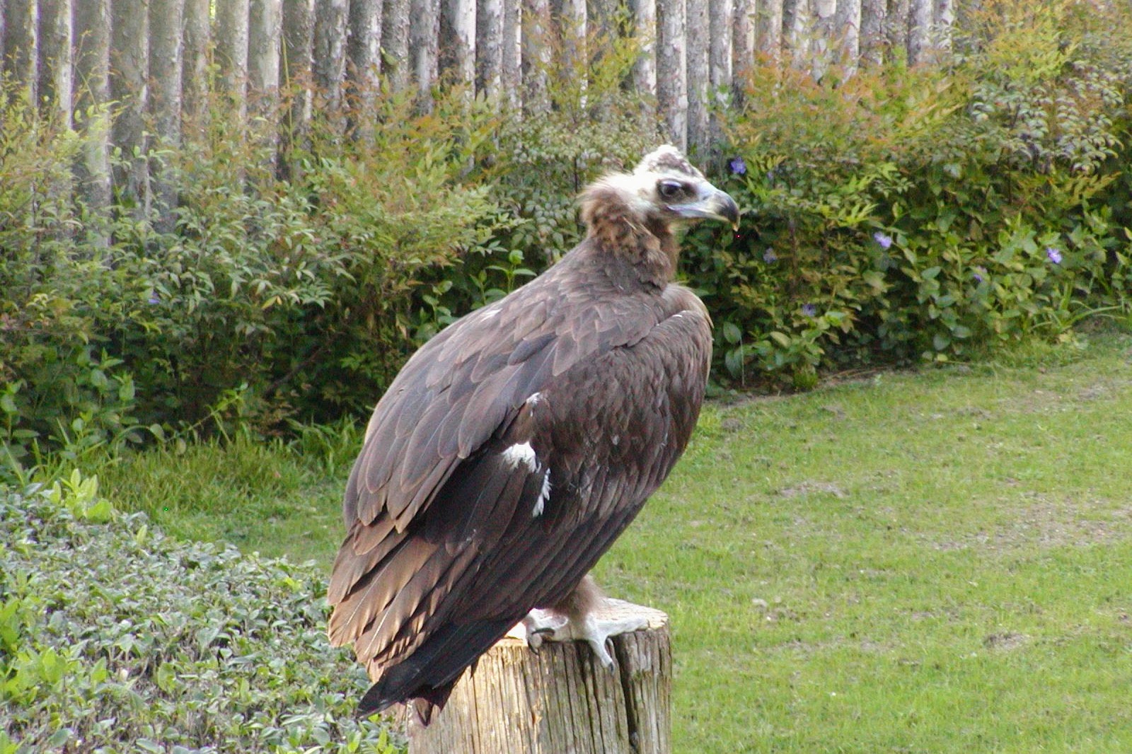 Cinereous Vulture in bird show