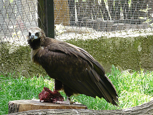Cinereous vulture in Kishinev Zoo