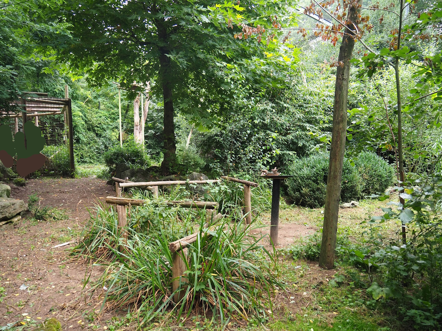 Cinereous vulture, King vulture, Red kite and White-naped crane aviary, 2023-08-17
