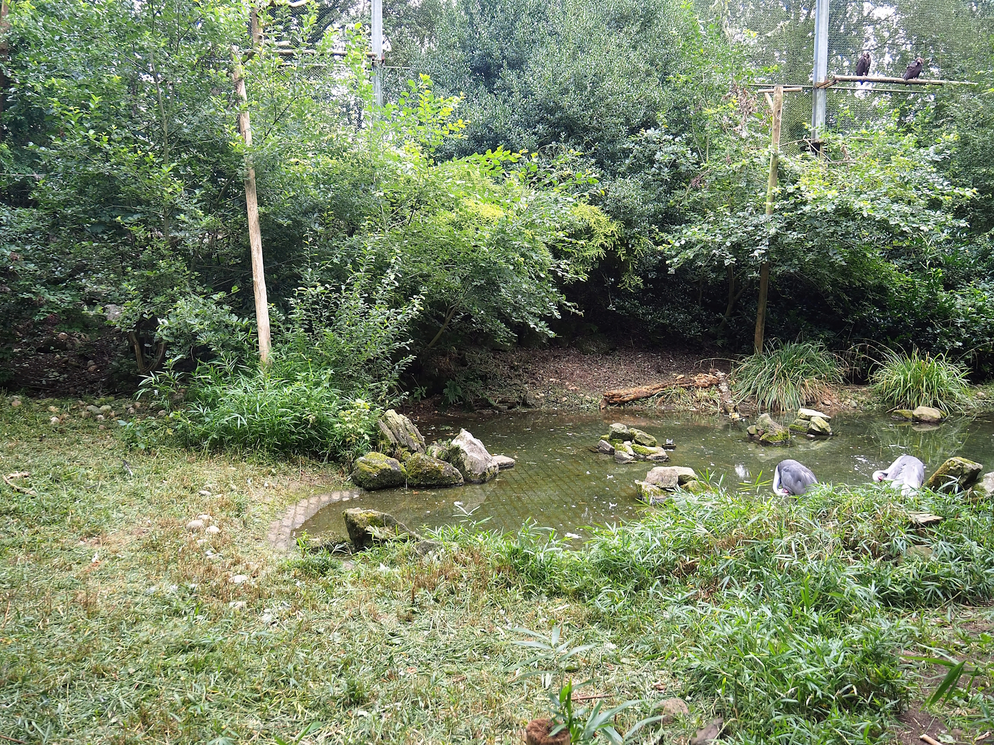 Cinereous vulture, King vulture, Red kite and White-naped crane aviary, 2023-08-17