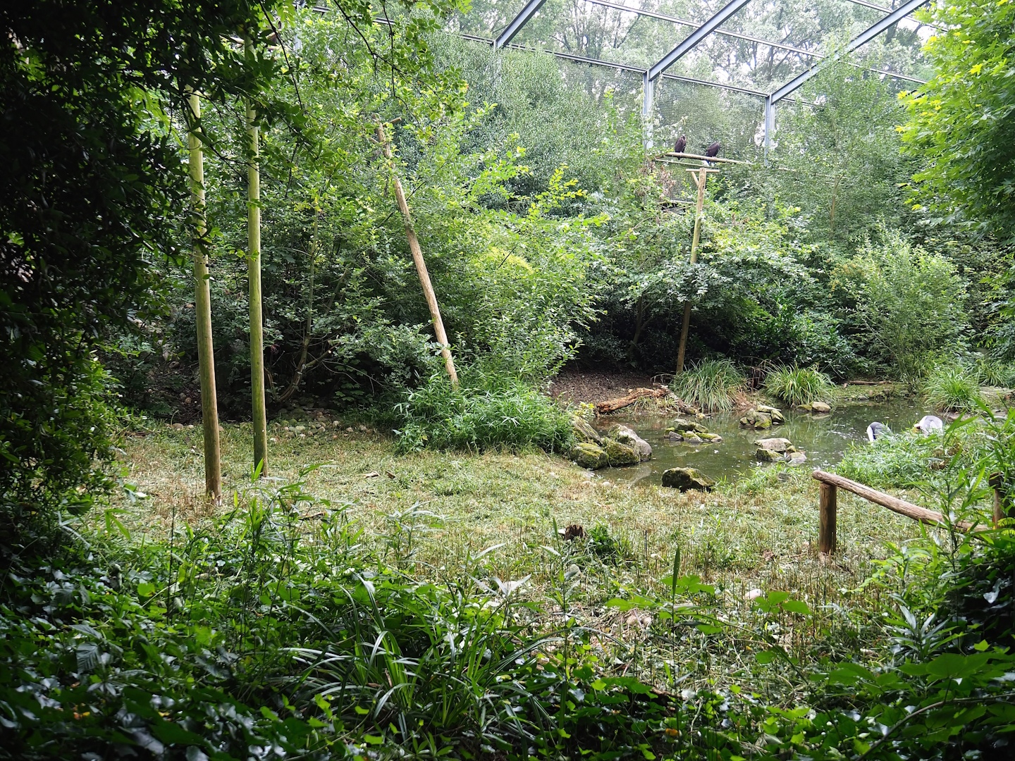 Cinereous vulture, King vulture, Red kite and White-naped crane aviary, 2023-08-17