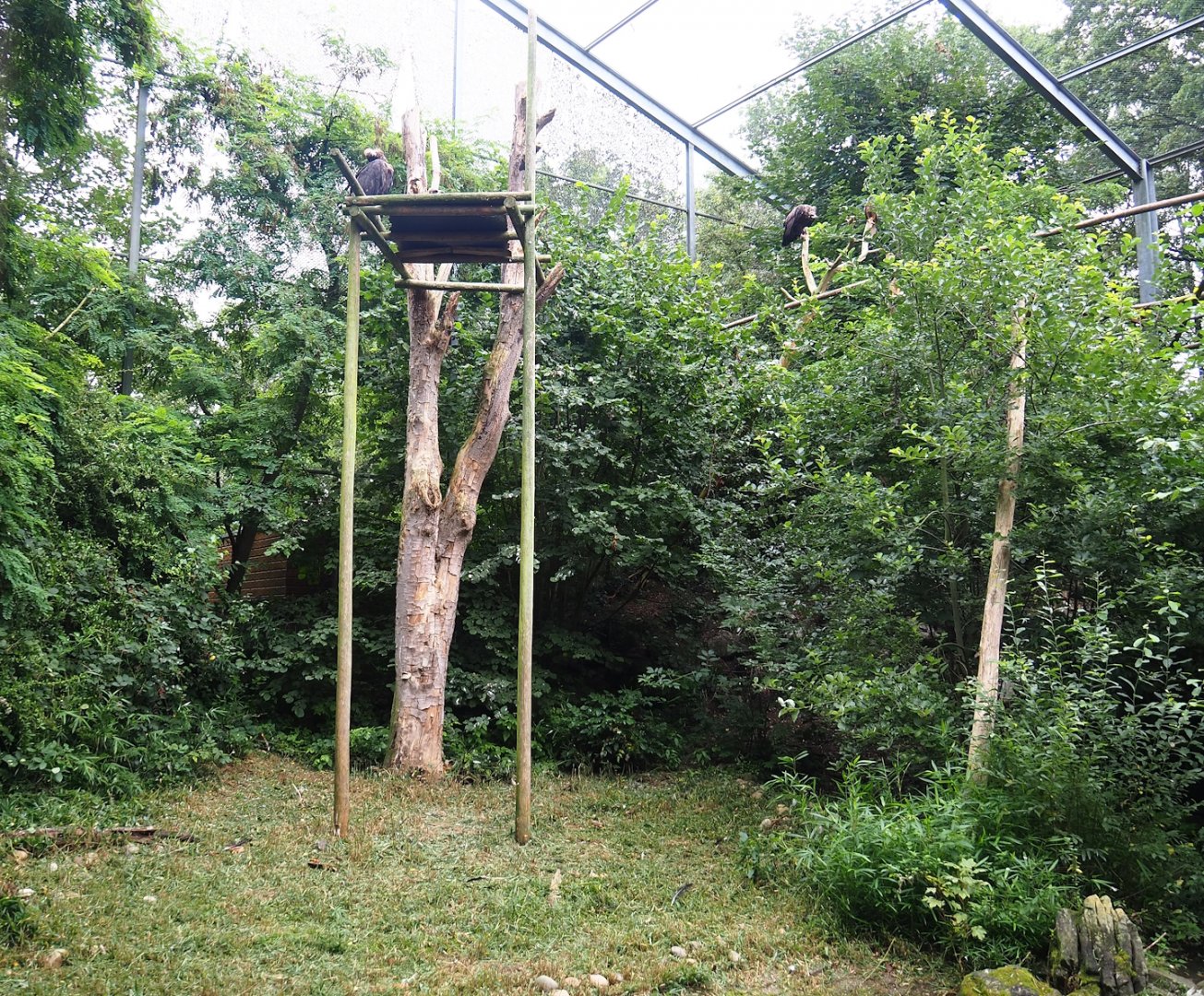 Cinereous vulture, King vulture, Red kite and White-naped crane aviary, 2023-08-17