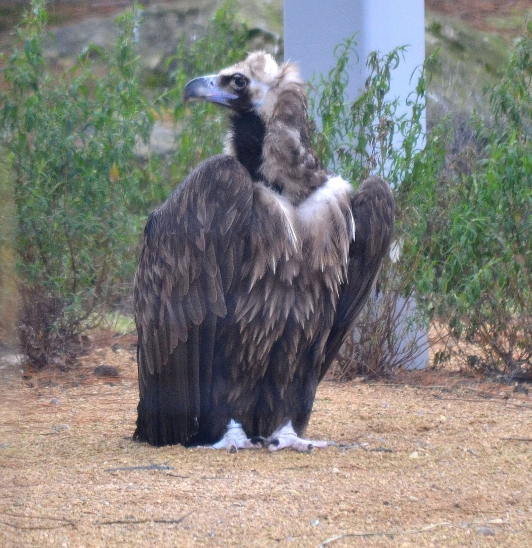Cinereous Vulture - March 2018