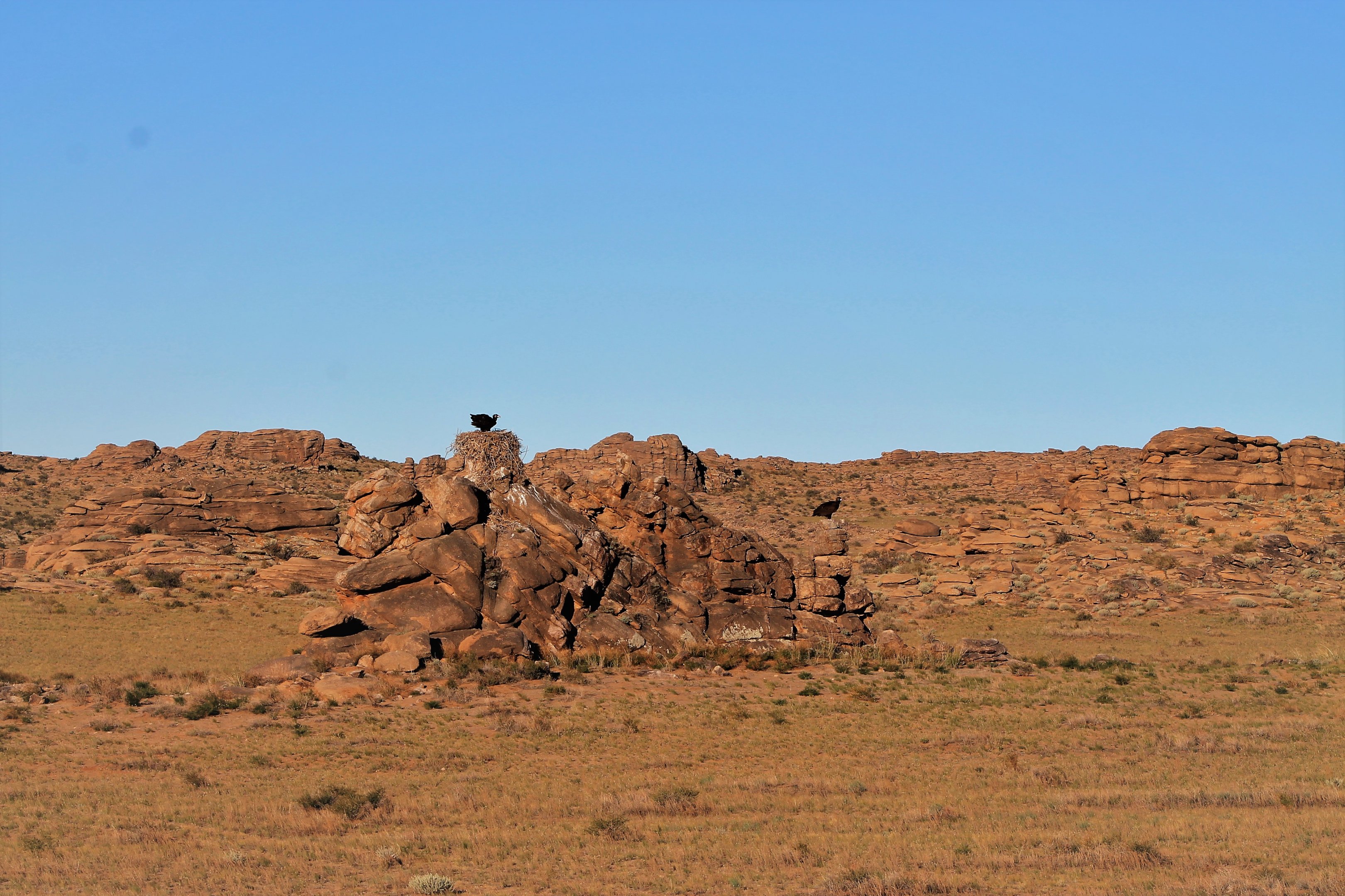Cinereous Vulture nest site (Aegypius monachus)
