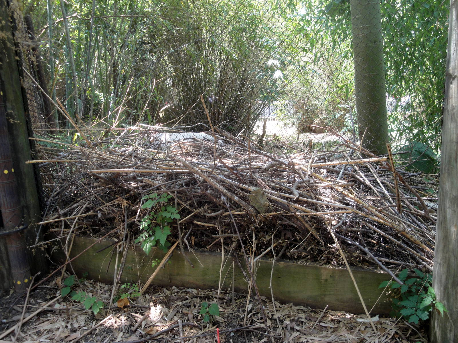 Cinereous Vulture Nest