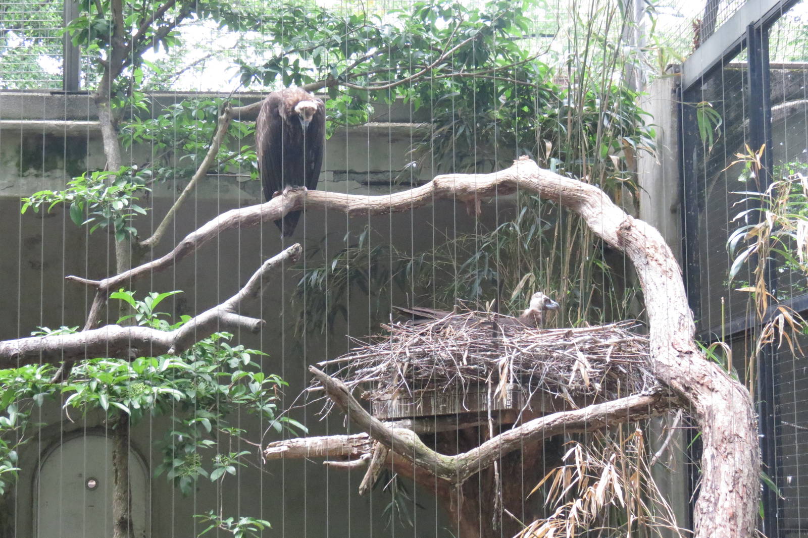 Cinereous Vulture Nesting