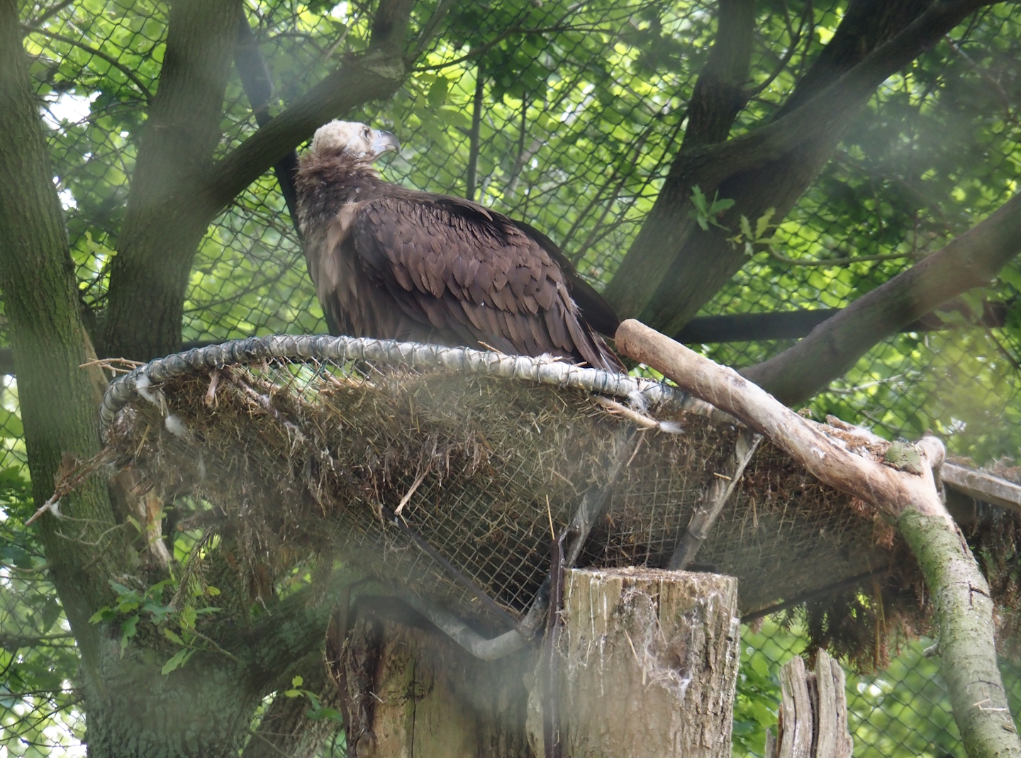 Cinereous vulture on nest (Aegypius monachus), 2025-05-17