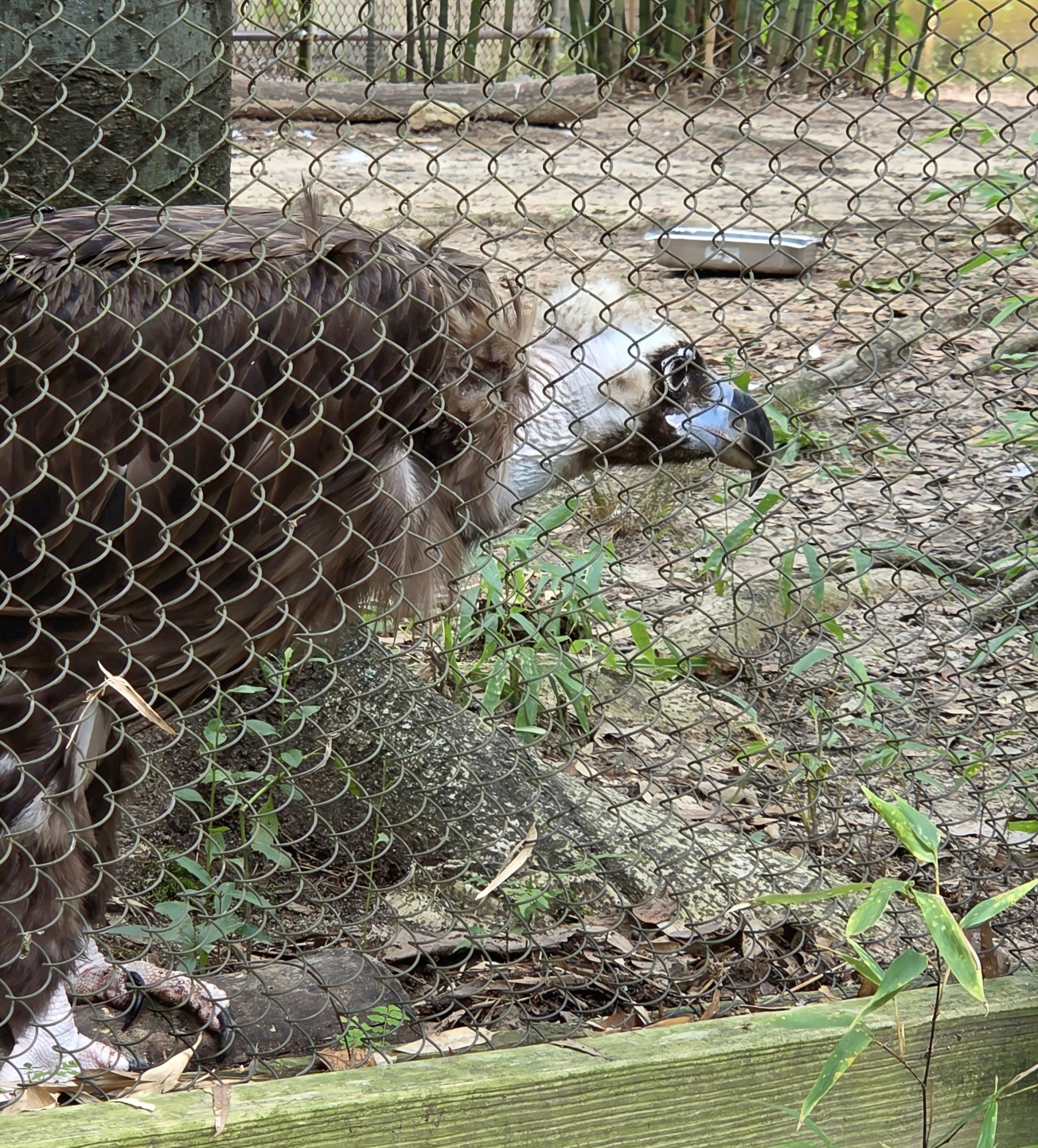 Cinereous Vulture - Riverbanks Zoo