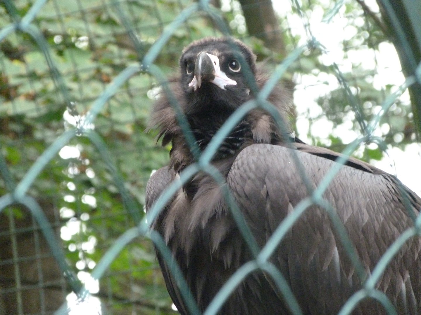 Cinereous vulture -Tierpark Berlin (2024)
