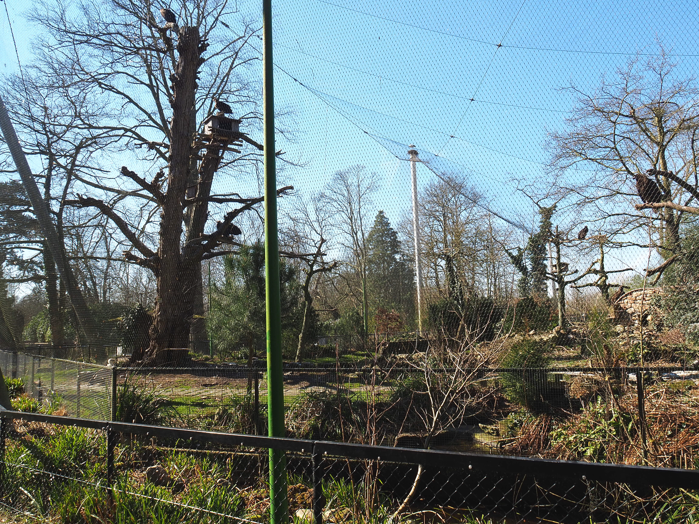 Cinereous vulture, Western Eurasian griffon vulture and Red-billed chough aviary, 2022-03-08