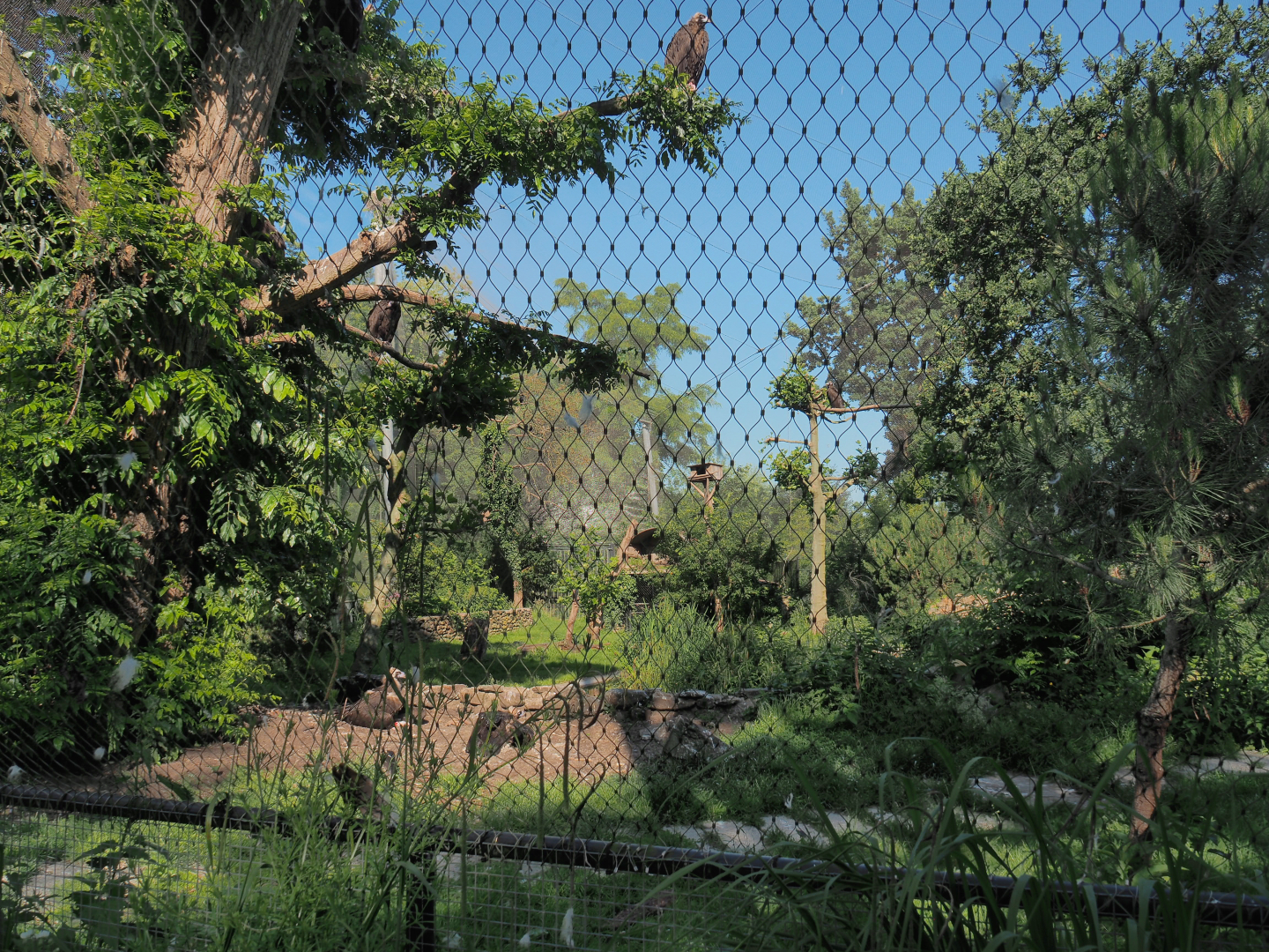 Cinereous vulture, Western Eurasian griffon vulture and Red-billed chough aviary, 2022-06-15