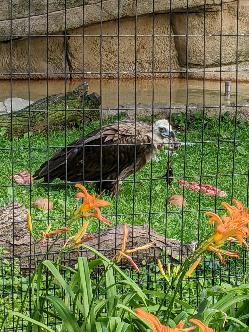 Cinereous Vulture with a snack