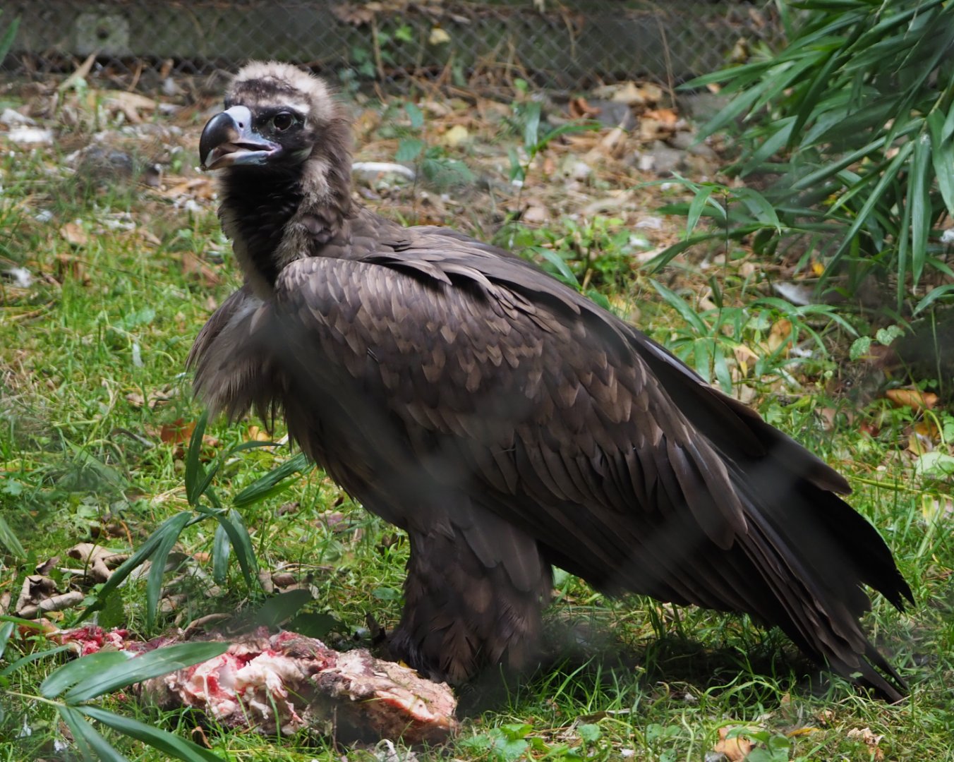 Cinereous vulture with breakfast (Aegypius monachus), 2020-10-19