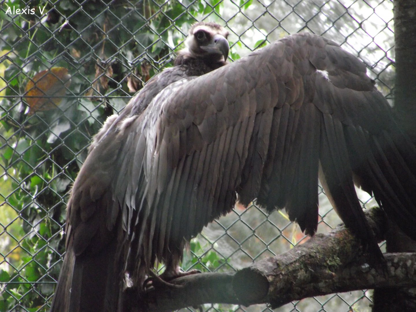 Cinereous Vulture - Zooparc de Beauval - 11/2016