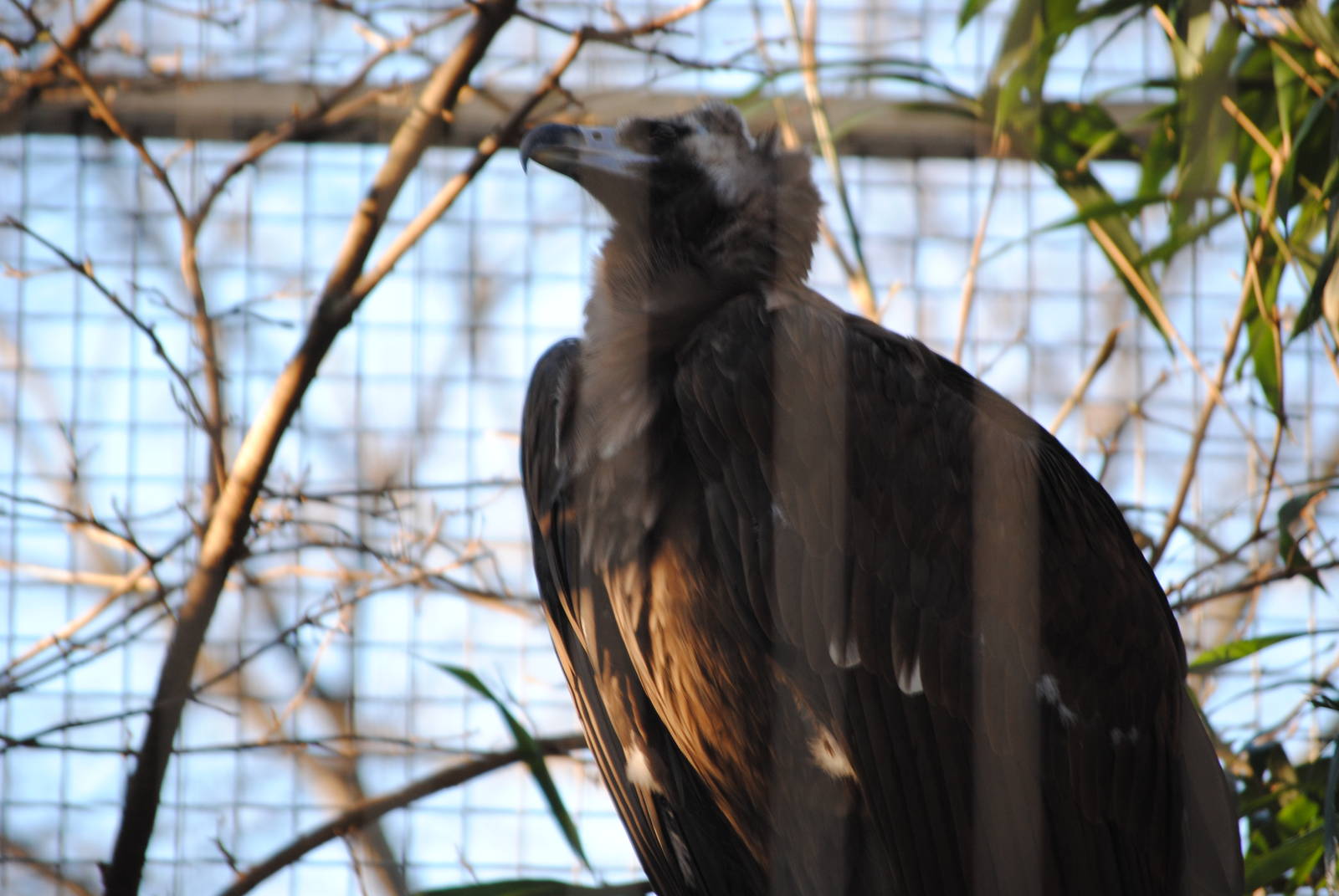 Cinereous Vulture