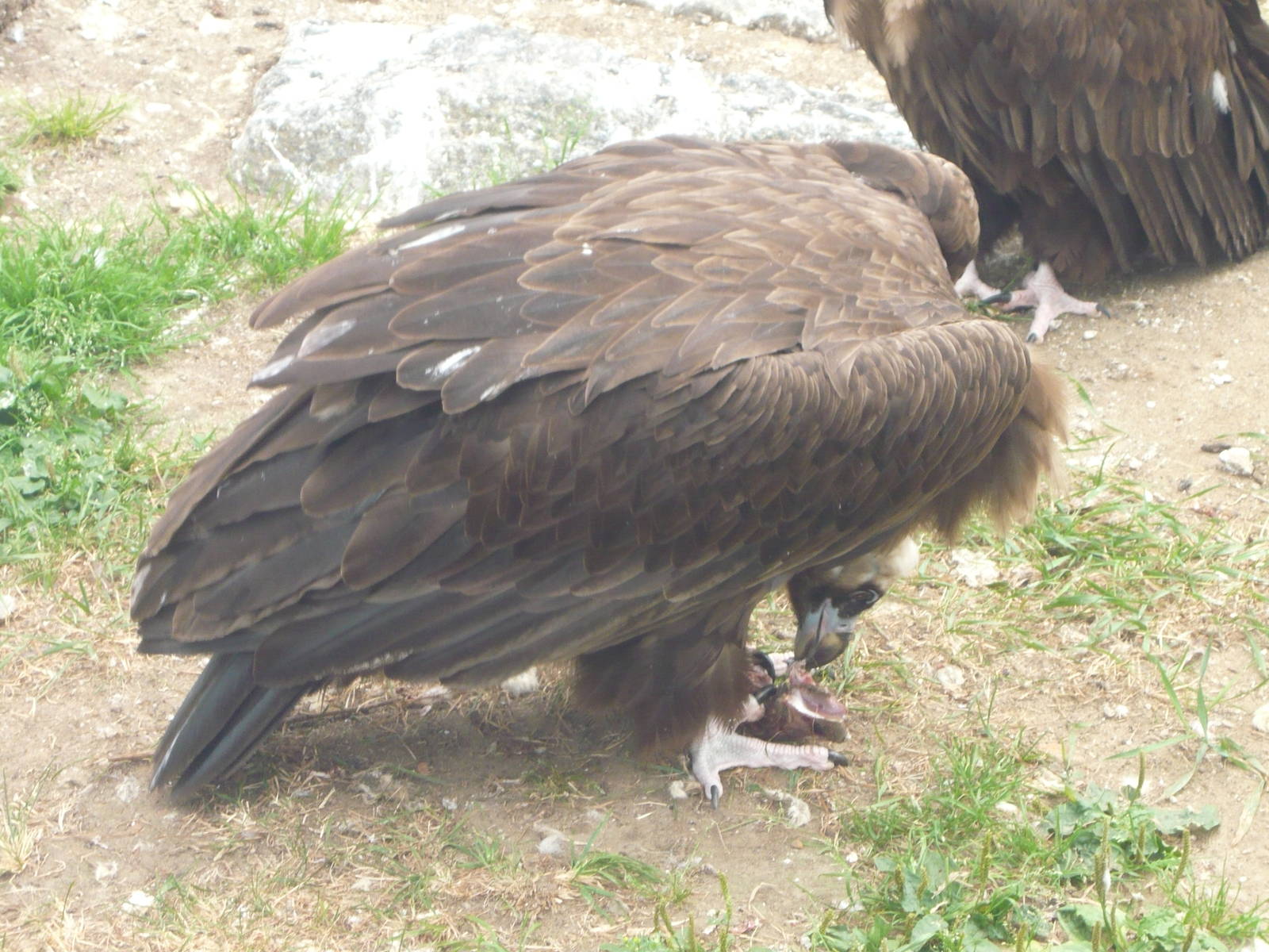 Cinereous vulture