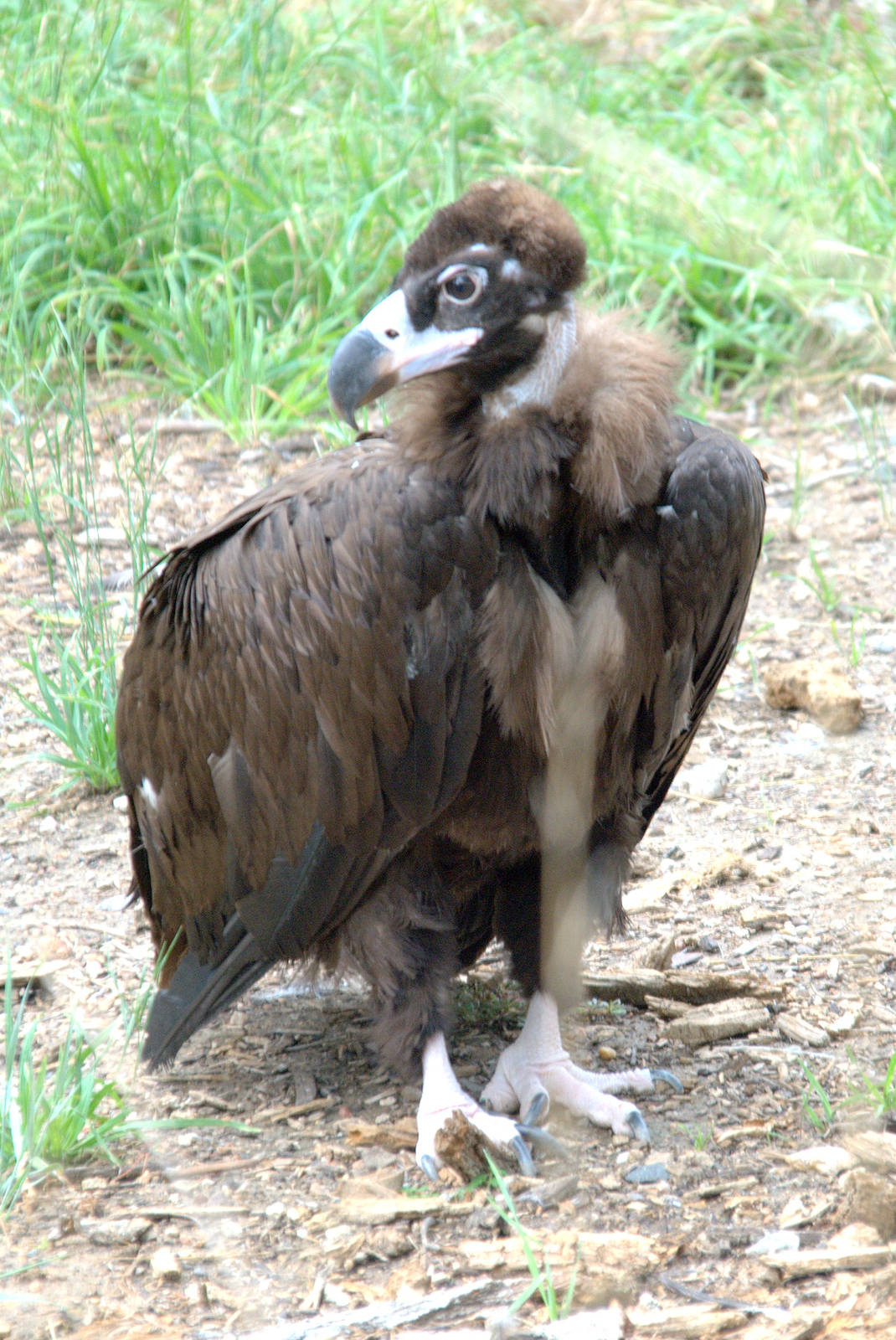 Cinereous vulture