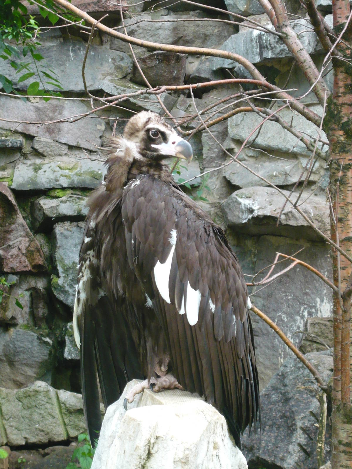 Cinereous vulture