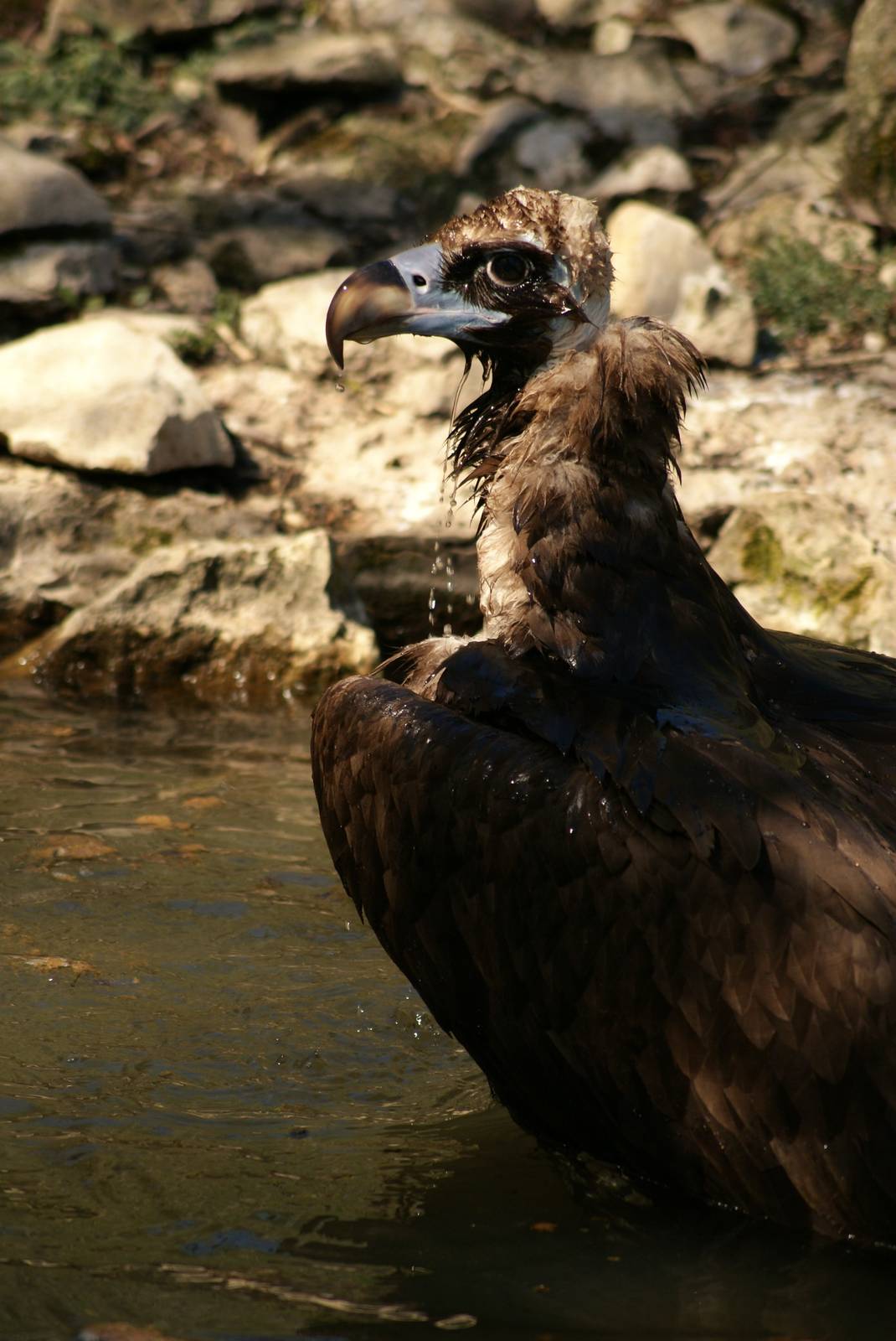 Cinereous vulture