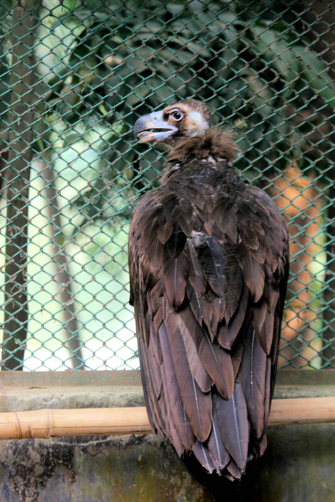 Cinereous Vulture