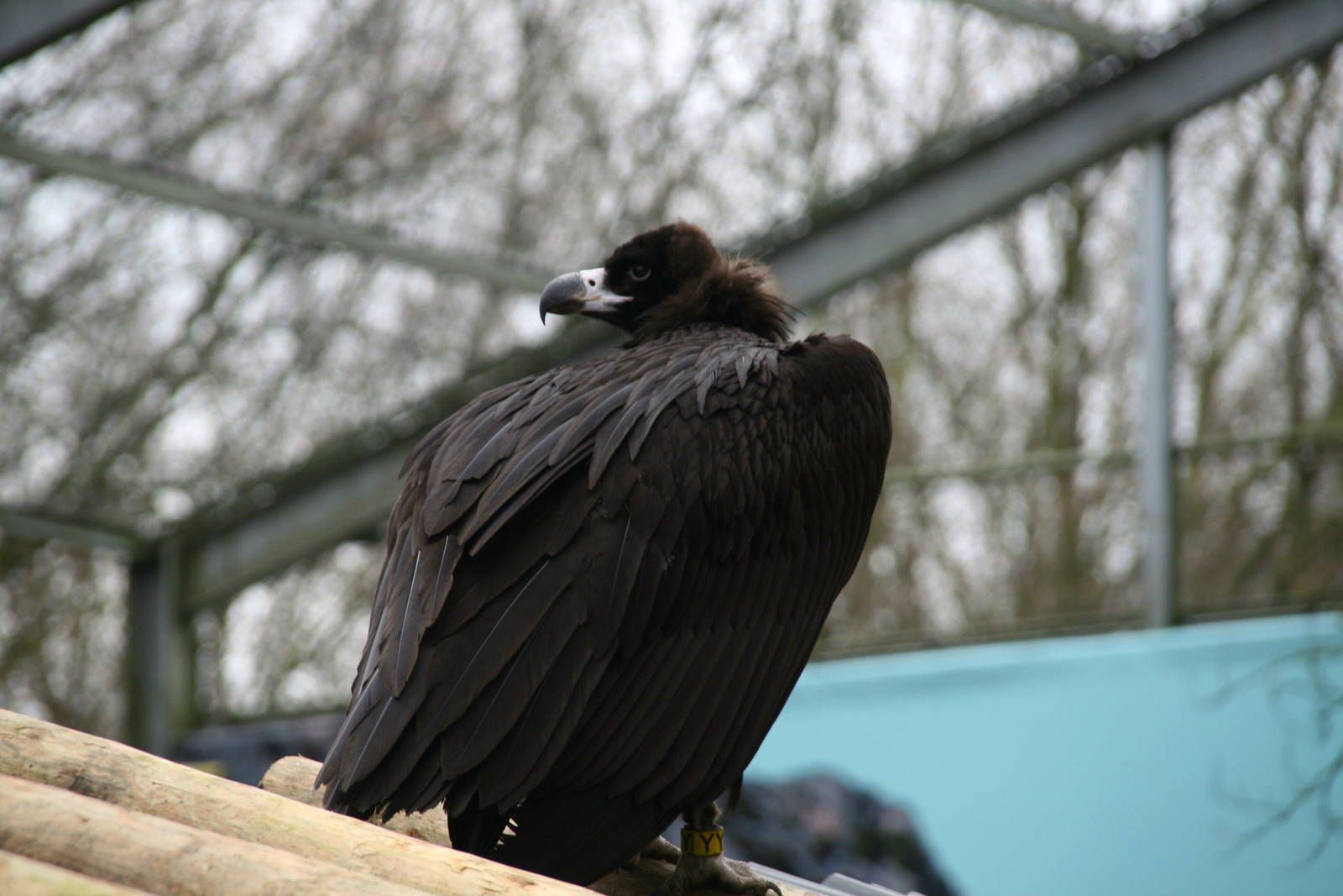 Cinereous vulture