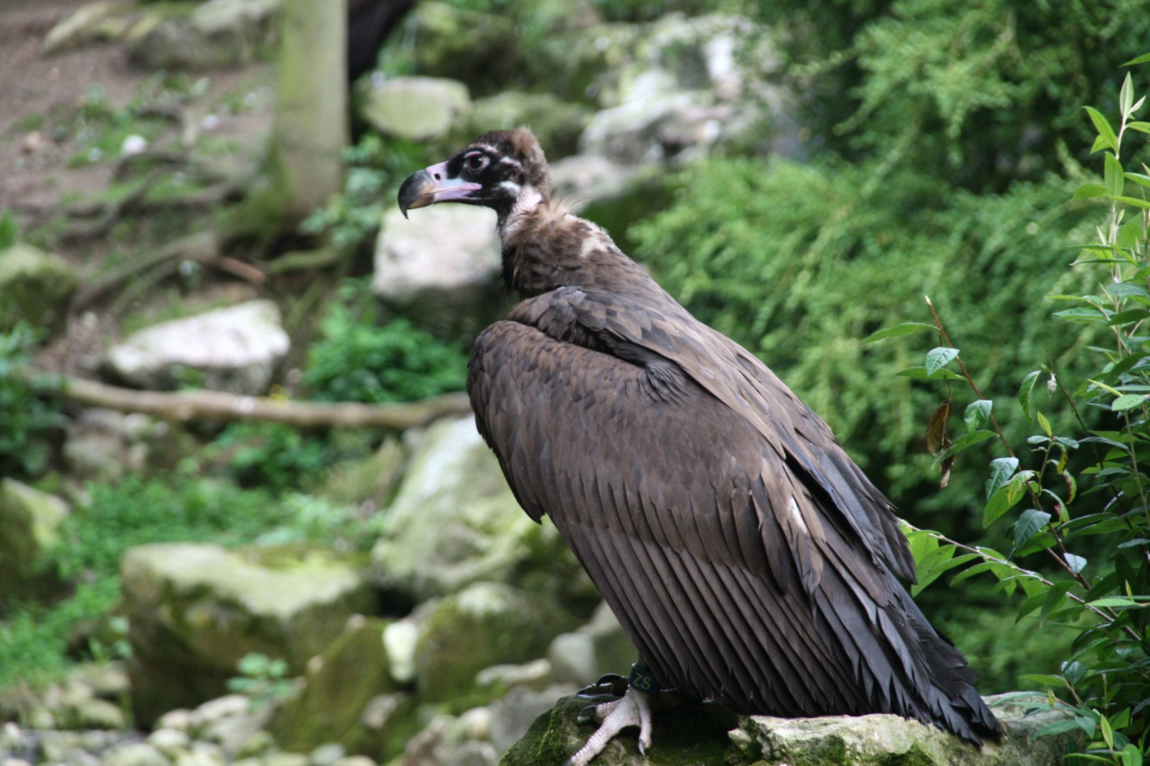 Cinereous vulture