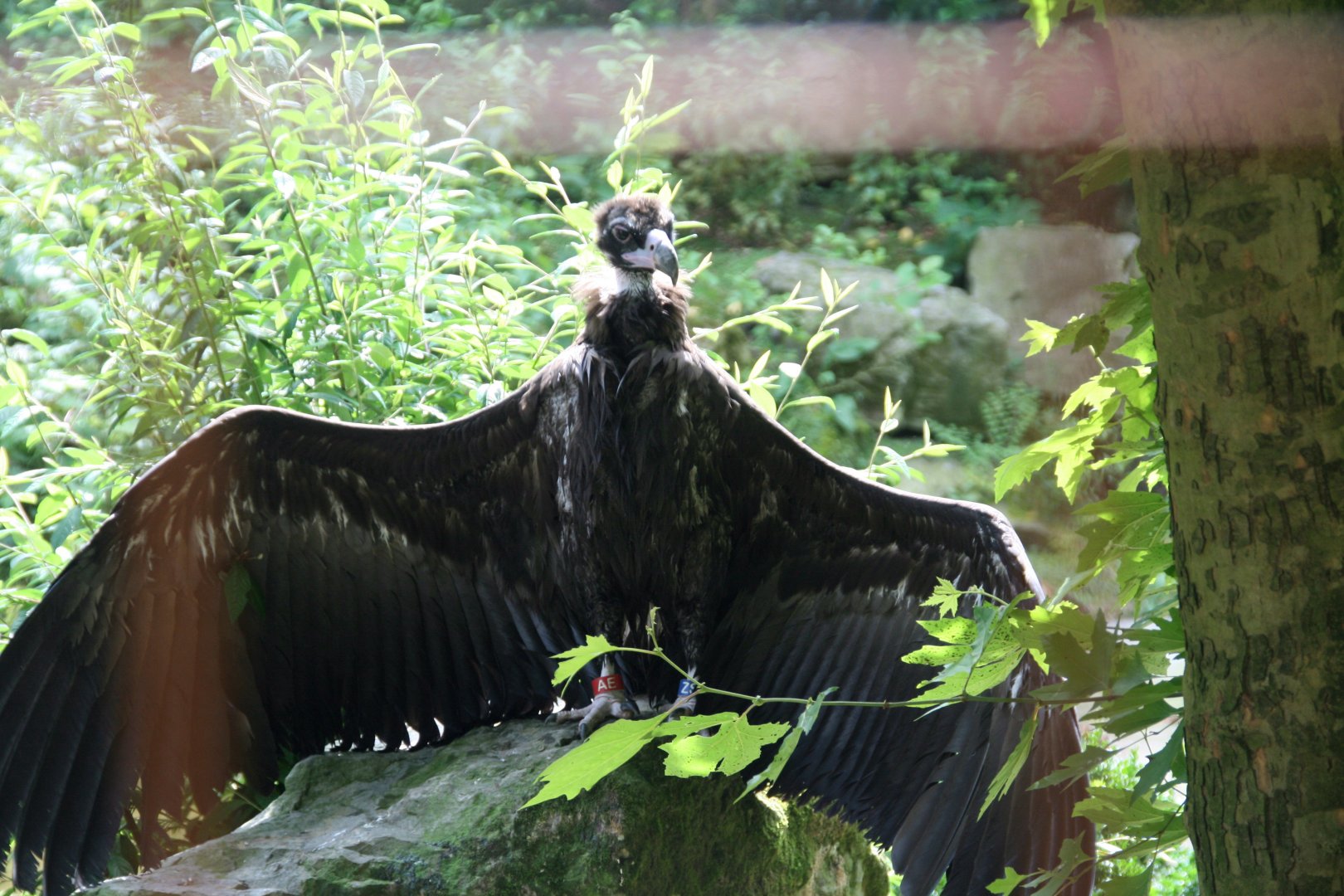 Cinereous vulture